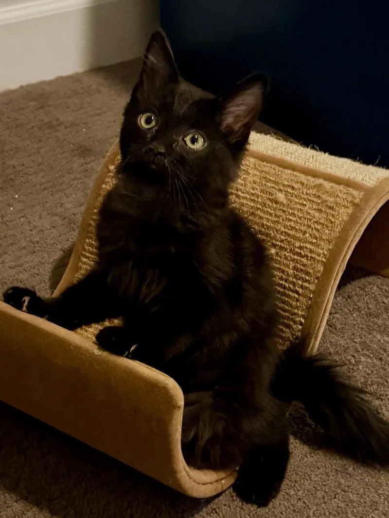 A young medium-sized male Black Domestic Medium Hair cat named Flint for adoption in Scottsdale, AZ