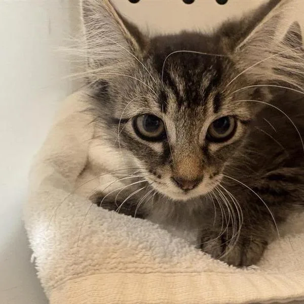 A baby small-sized female Brown / Chocolate Domestic Long Hair cat named Caraxes for adoption in Pasadena, CA