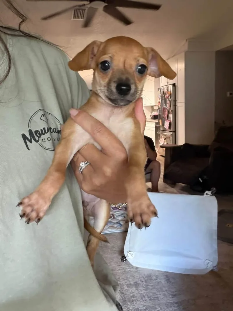 Tater tot thumbnail 2