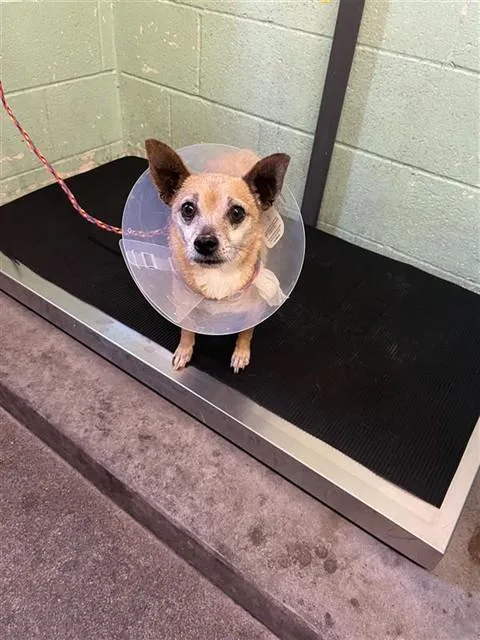 An adult small-sized male Chihuahua dog named Robert for adoption in Sacramento, CA