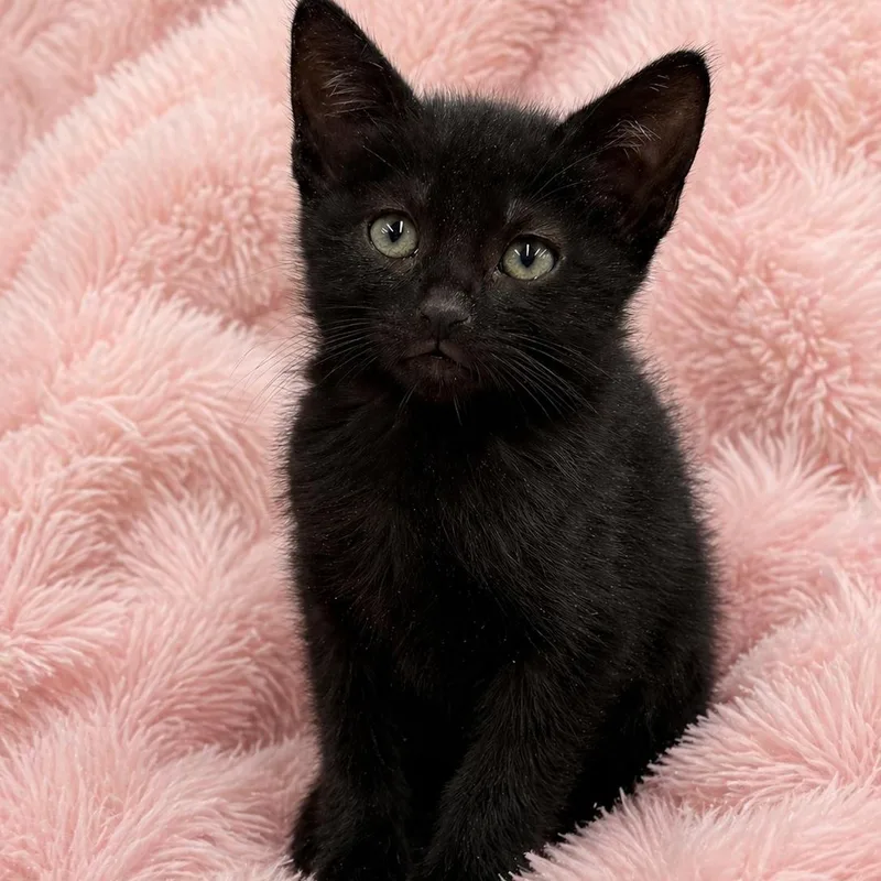 A baby medium-sized male Black Domestic Short Hair cat named Jasmines Cute Boy for adoption in Glendora, CA