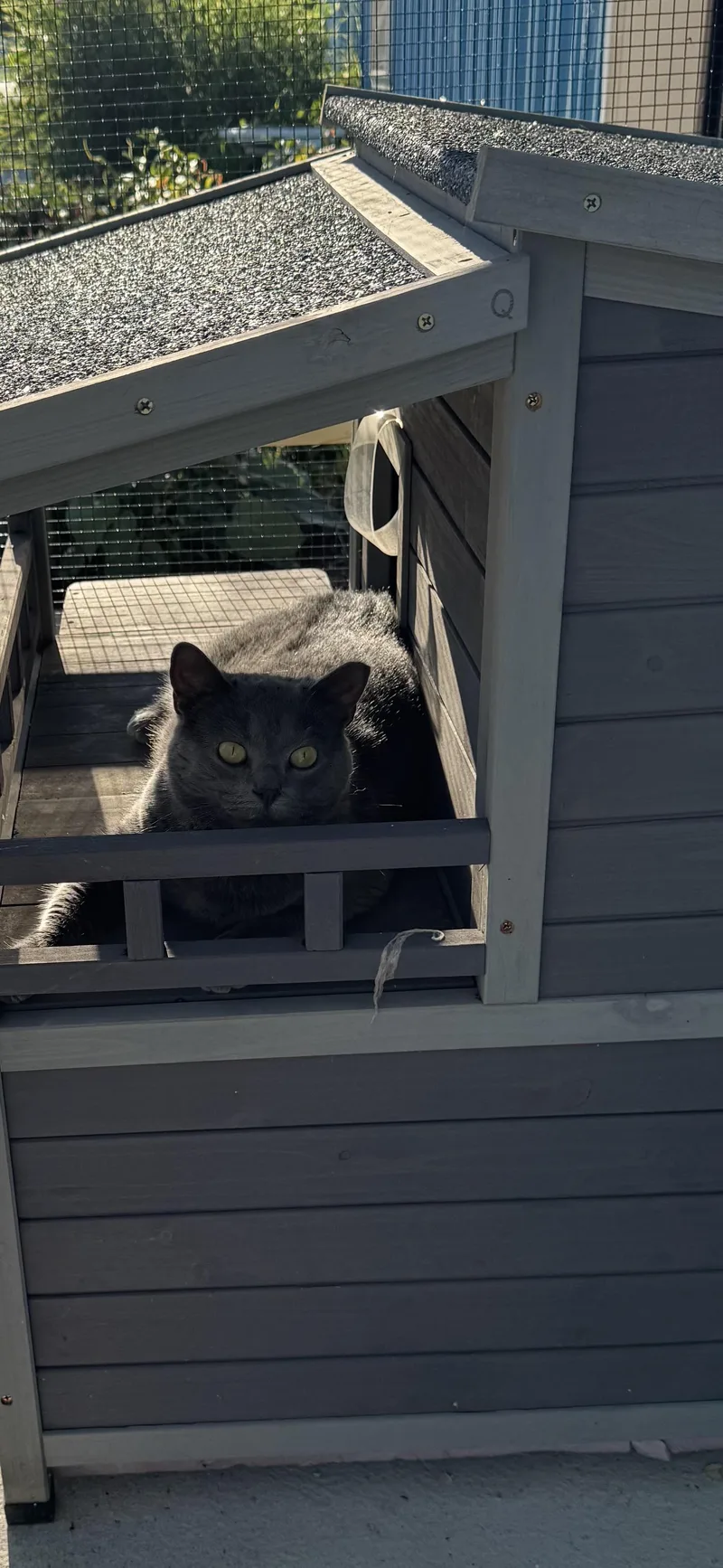 An adult medium-sized female Gray / Blue / Silver Domestic Short Hair cat named Gracie for adoption in Hoopeston, IL