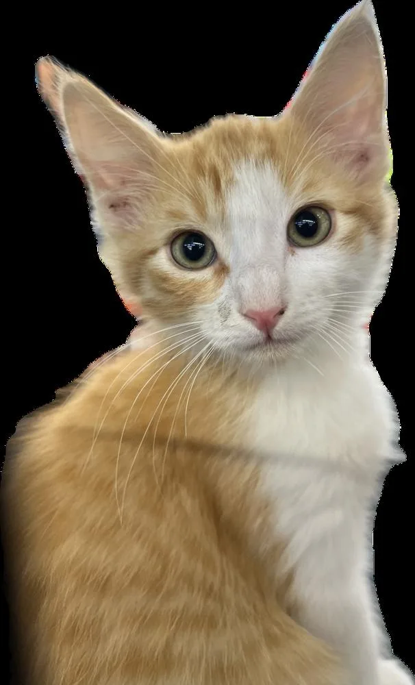 A baby small-sized male Orange & White Domestic Medium Hair cat named Milton for adoption in Redlands, CA