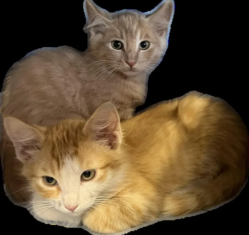 Milton thumbnail 2