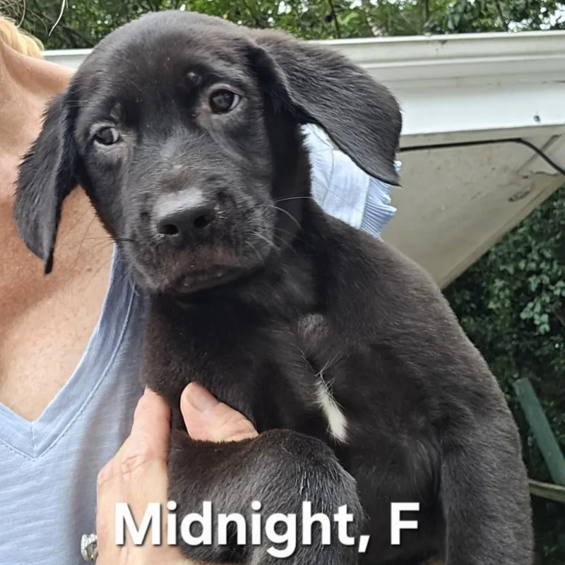 A baby medium-sized female Black Labrador Retriever dog named Midnight for adoption in Parma, OH