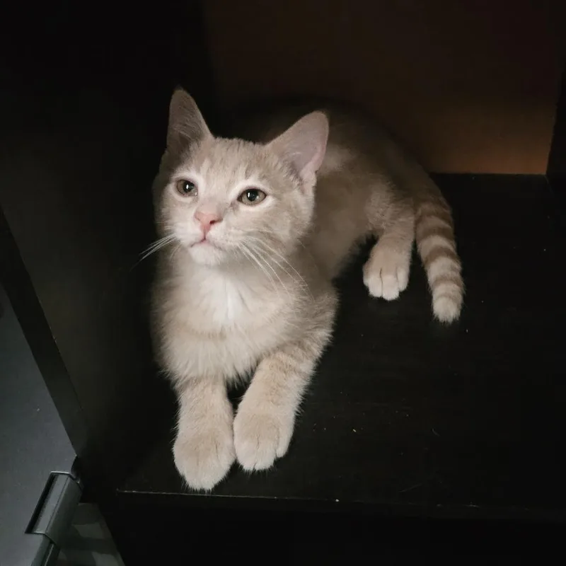 A baby small-sized male Buff / Tan / Fawn Domestic Short Hair cat named Copper Ridge for adoption in Eaton Rapids, MI