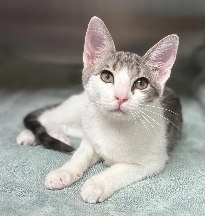 A baby medium-sized female White Domestic Short Hair cat named Mabel for adoption in Pawleys Island, SC