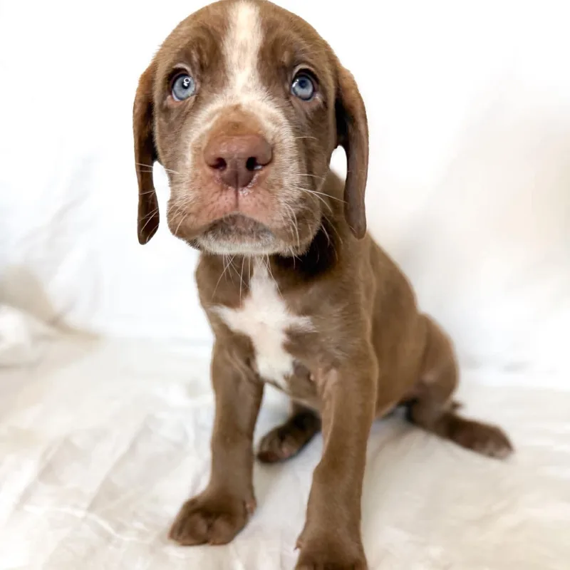 A baby extra large-sized male Brown / Chocolate Mastiff dog named Winn for adoption in Bullard, TX