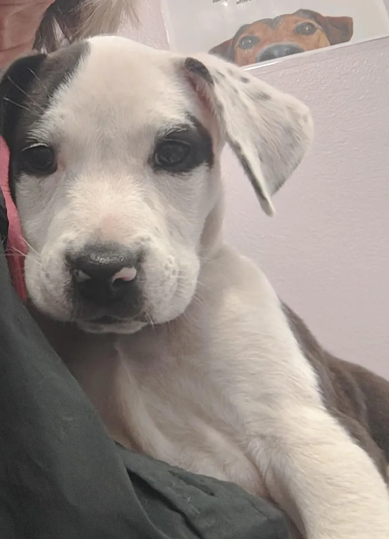 A baby medium-sized female American Bully dog named Diva for adoption in Wilmington, NC
