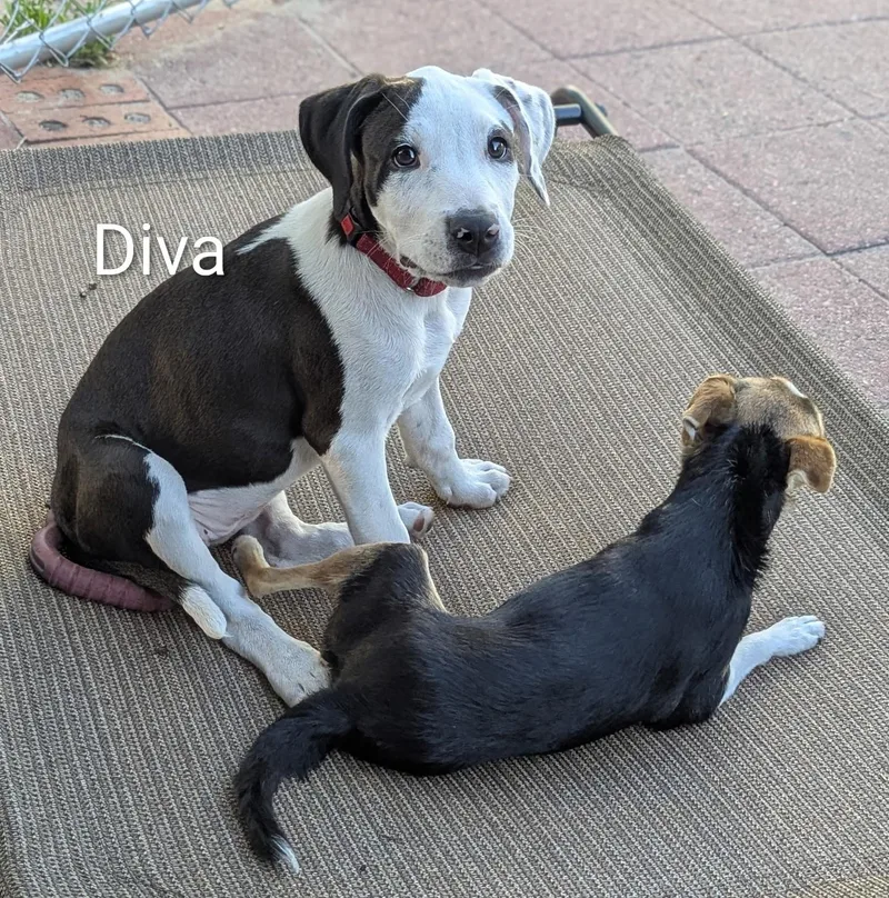 Diva thumbnail 3