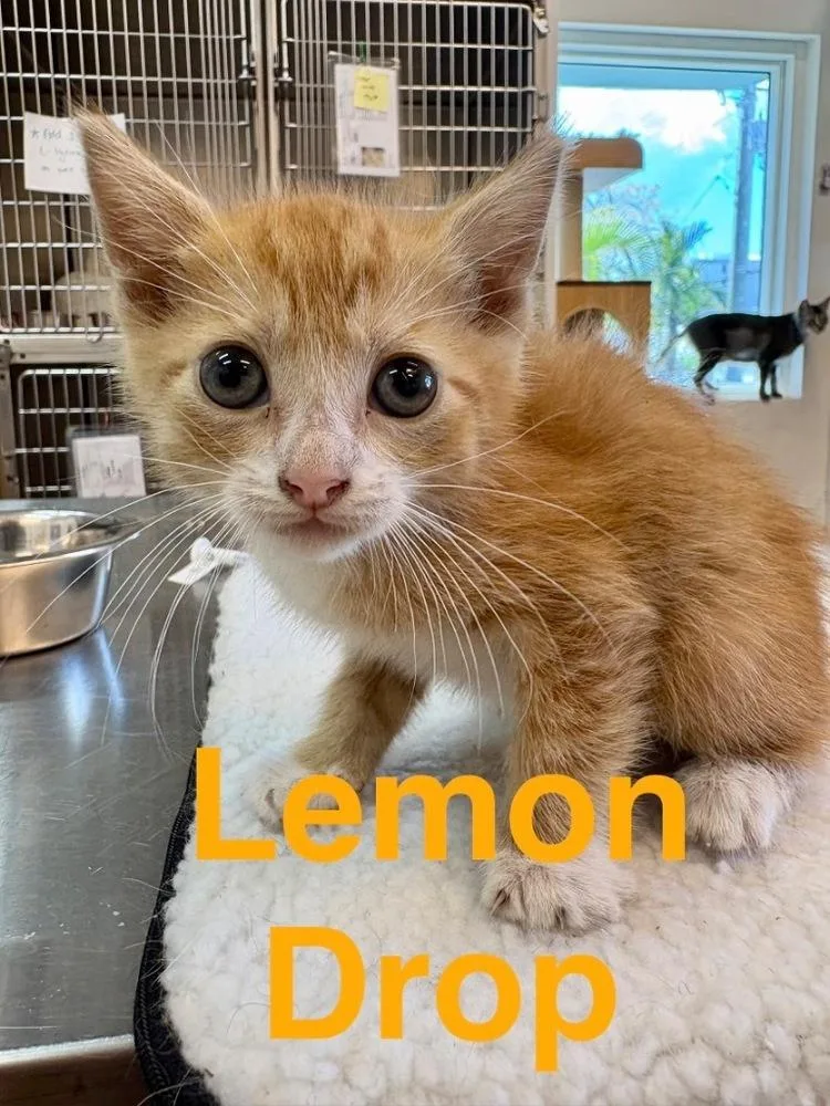 A baby small-sized male Orange & White Domestic Short Hair cat named Lemon Drop for adoption in Randolph, MA