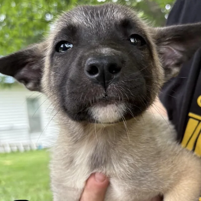 Nova