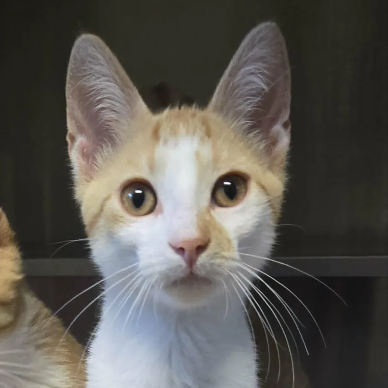 A baby medium-sized male Orange & White Domestic Short Hair cat named Taco and Churro for adoption in Watertown, WI