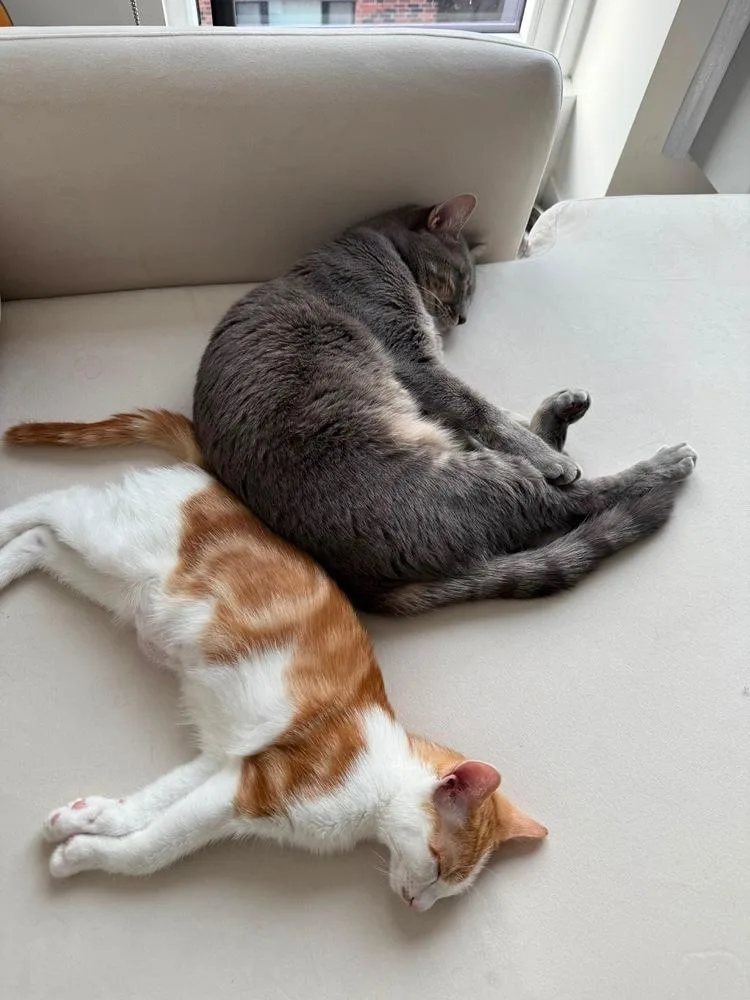 A young medium-sized female American Shorthair cat named Luna and Coco for adoption in Westwood, NJ