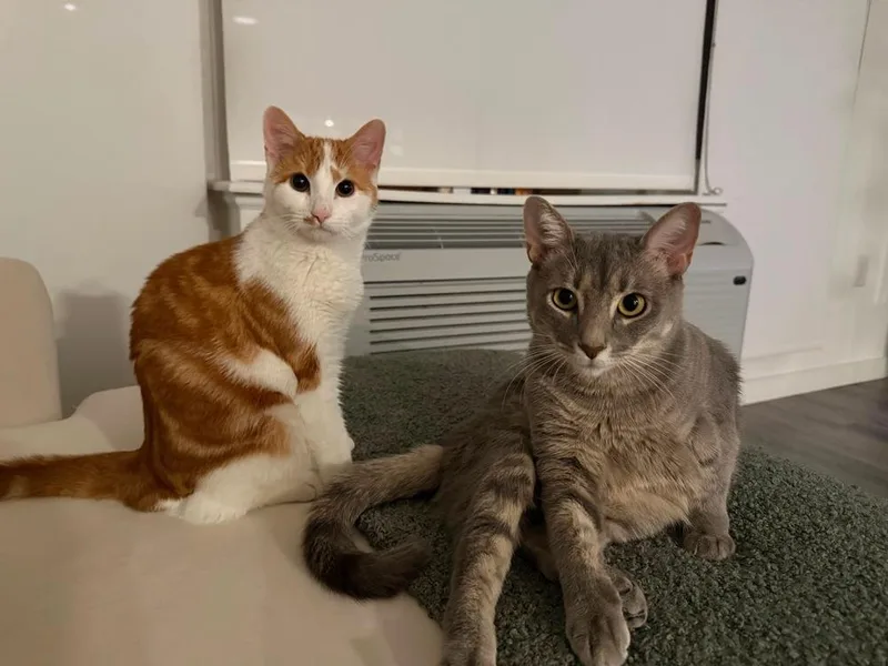 Luna and Coco thumbnail 4