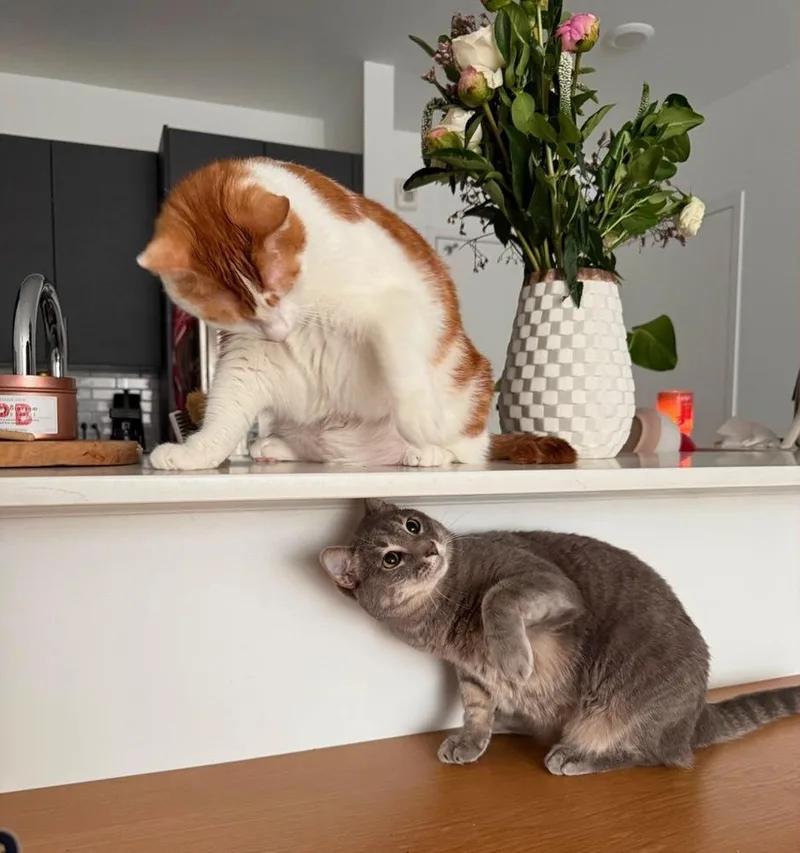 Luna and Coco thumbnail 5