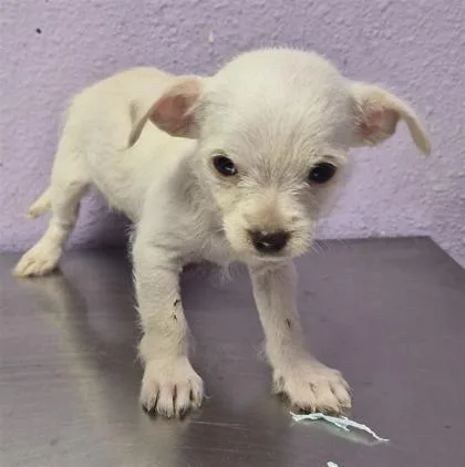 A baby small-sized female White / Cream Mixed Breed dog named 61806524 for adoption in El Paso, TX