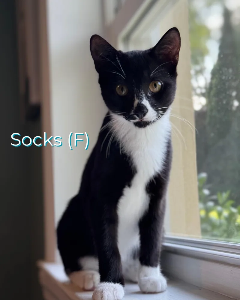 Socks