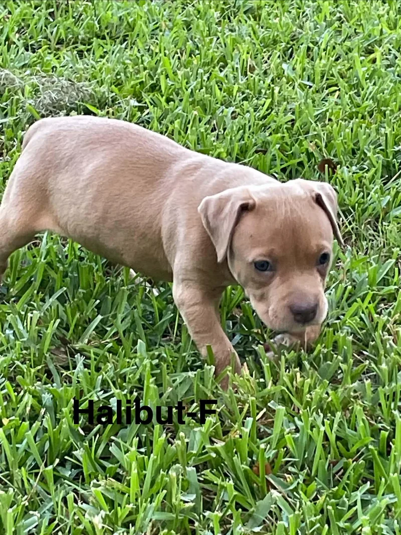 A baby medium-sized female American Staffordshire Terrier dog named Halibut for adoption in Saint Augustine, FL