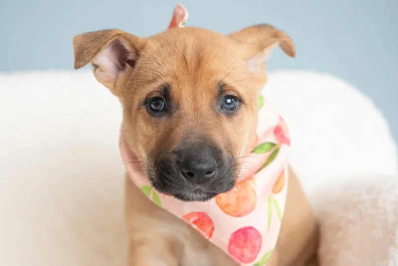 A baby large-sized female German Shepherd Dog dog named Vacay: Resort for adoption in Palo Alto, CA