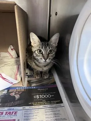 An adult medium-sized female Domestic Short Hair cat named Darby for adoption in Largo, FL