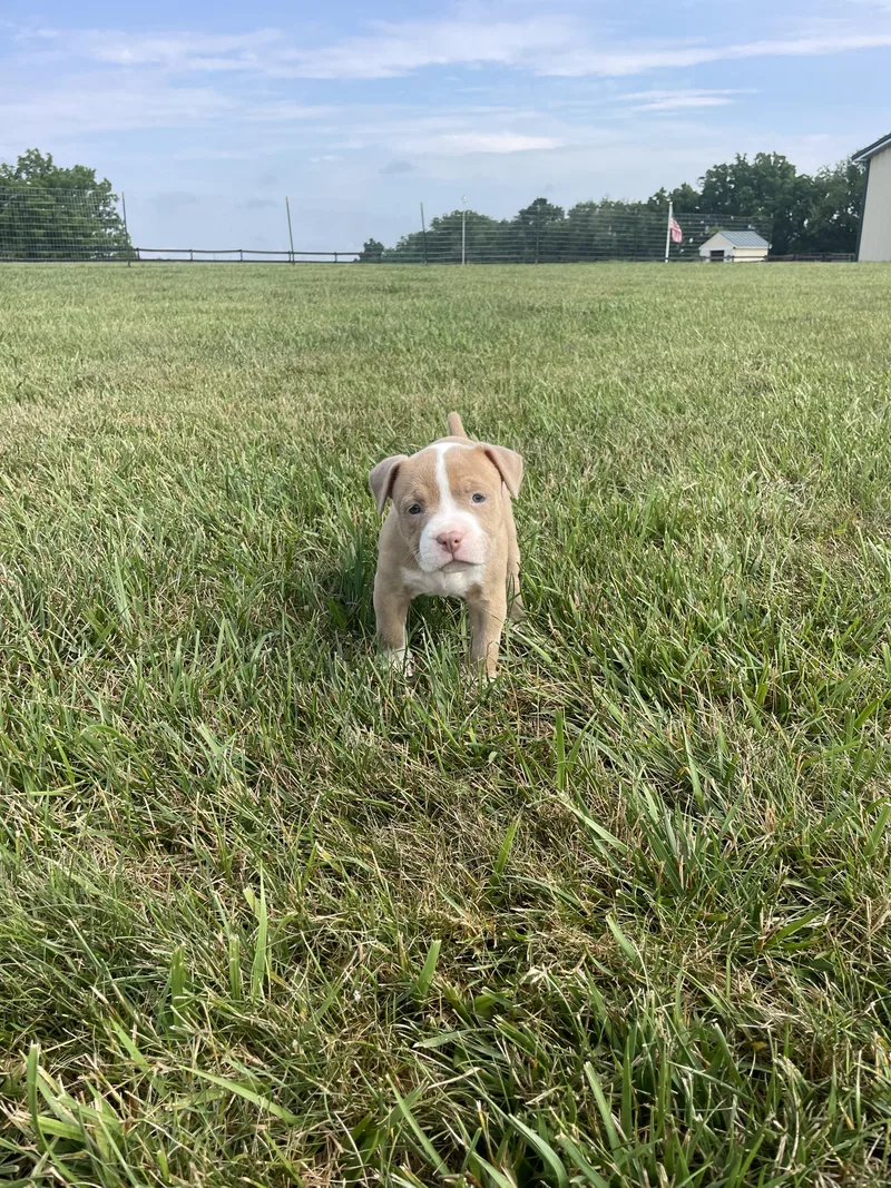 A baby large-sized female Pit Bull Terrier dog named Millie for adoption in Hamilton, NJ