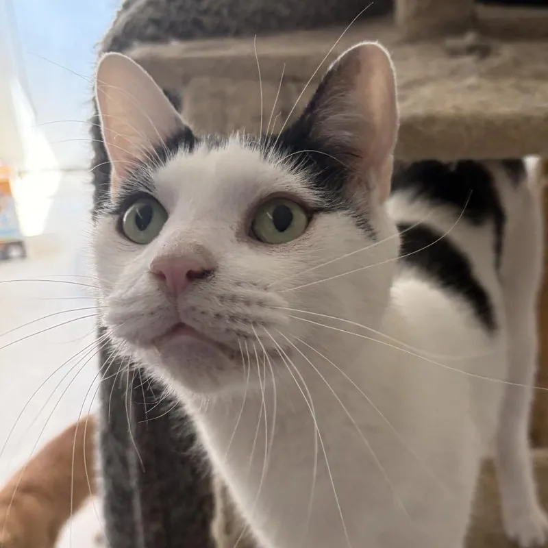 An adult small-sized male White Domestic Short Hair cat named Apollo for adoption in Hemet, CA