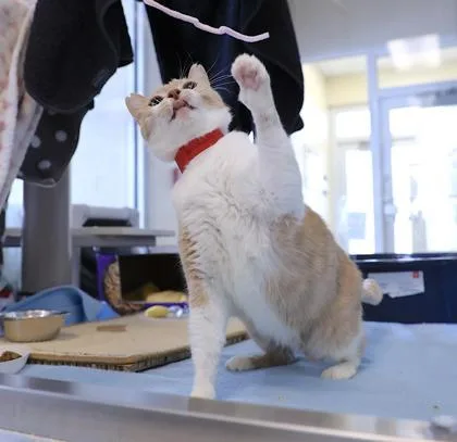 Marshmallow thumbnail 2