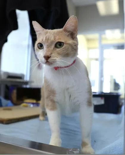 Marshmallow thumbnail 3