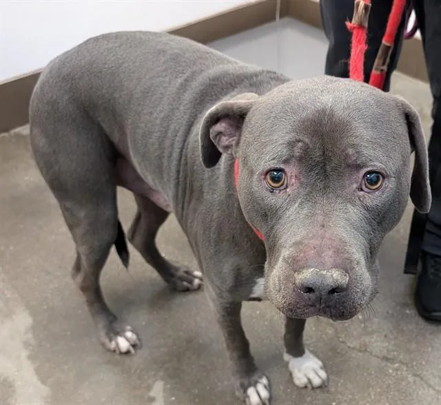 A young large-sized male Pit Bull Terrier dog named Biggie for adoption in Tucson, AZ