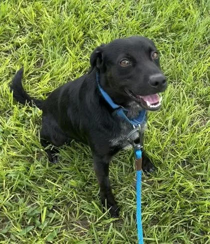 An adult medium-sized male Mixed Breed dog named Mongoose for adoption in Vero Beach, FL