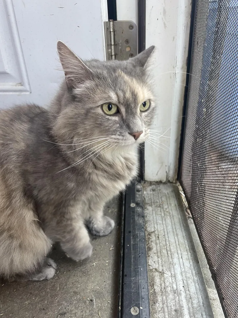 An adult medium-sized female Dilute Tortoiseshell Domestic Long Hair cat named Gwendolyn Willows for adoption in Philadelphia, PA