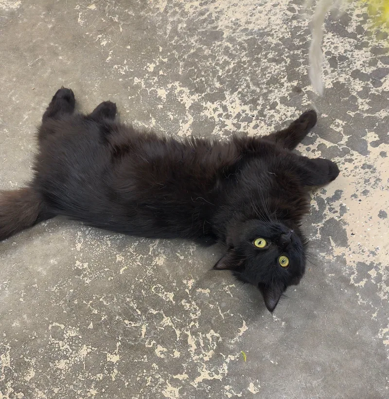 A young large-sized male Black Domestic Long Hair cat named Stanley for adoption in Saint Marys, PA