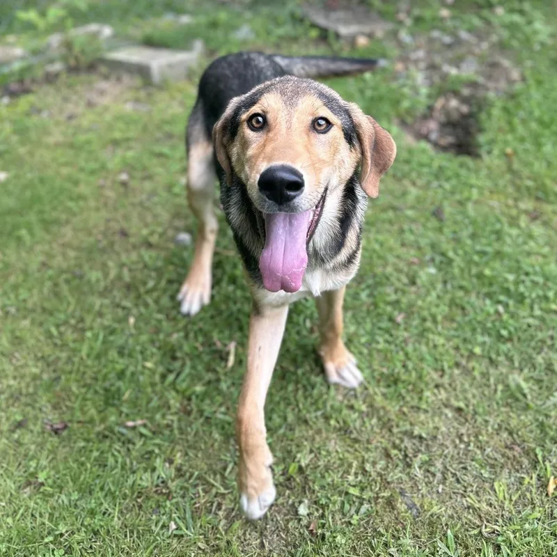 A young medium-sized male Brown / Chocolate Mixed Breed dog named Coco for adoption in Spruce Pine, NC