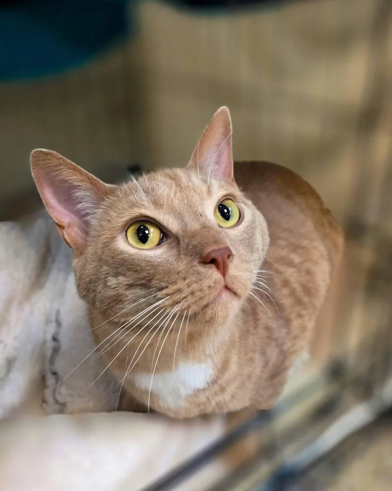 An adult large-sized male Buff / Tan / Fawn Domestic Short Hair cat named Short for adoption in Sterling Heights, MI