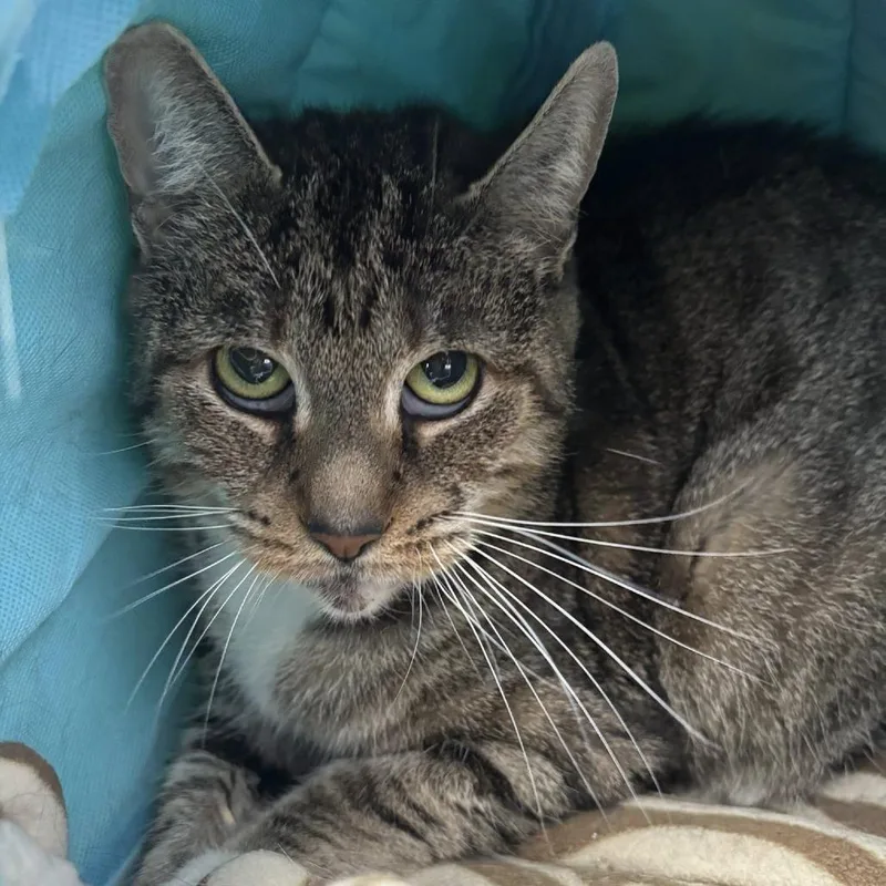 A senior medium-sized female Brown / Chocolate Domestic Short Hair cat named Marie for adoption in Hamburg, NY