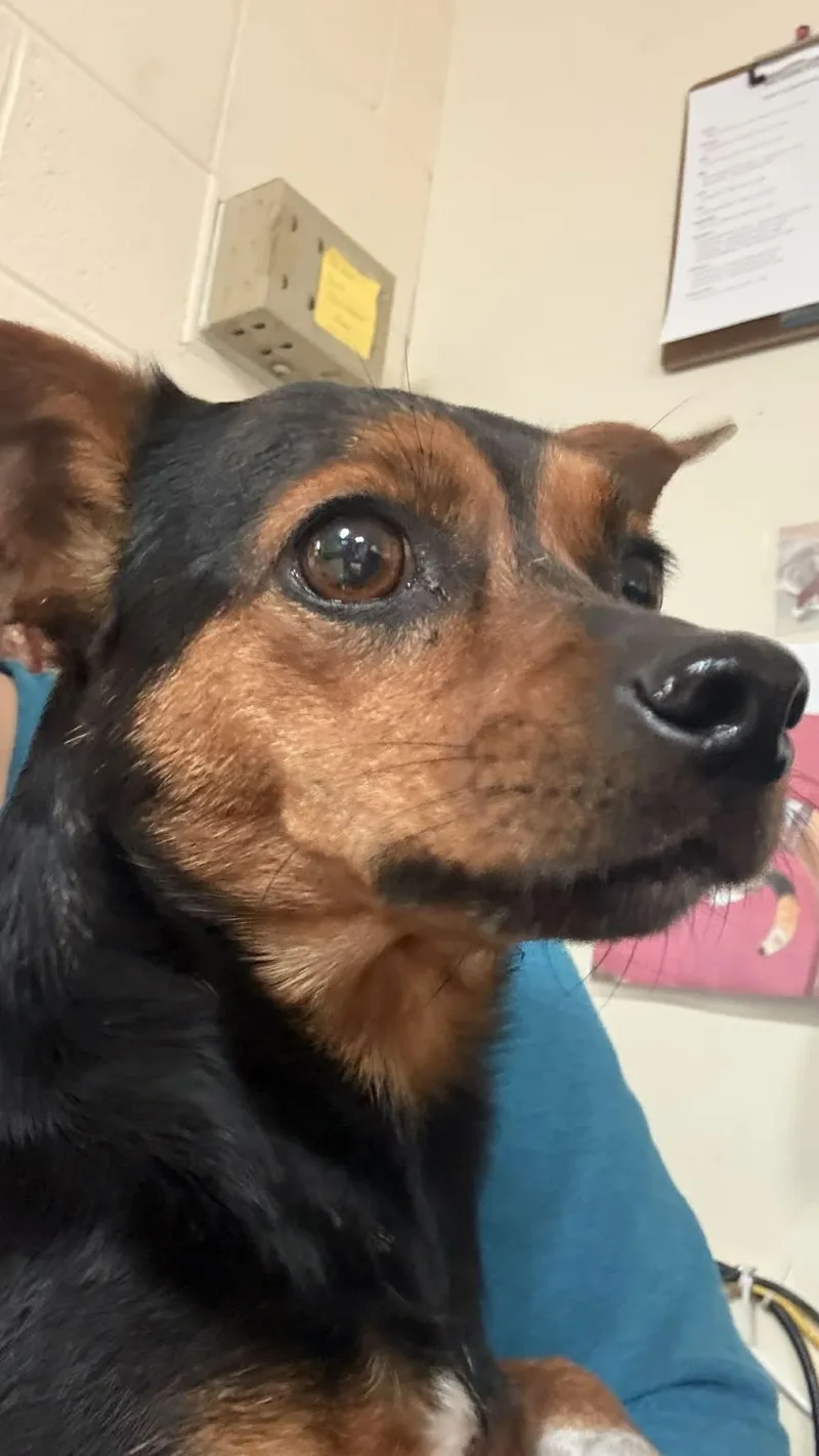 An adult small-sized female Black Chihuahua dog named Poppy for adoption in Baxter, KY