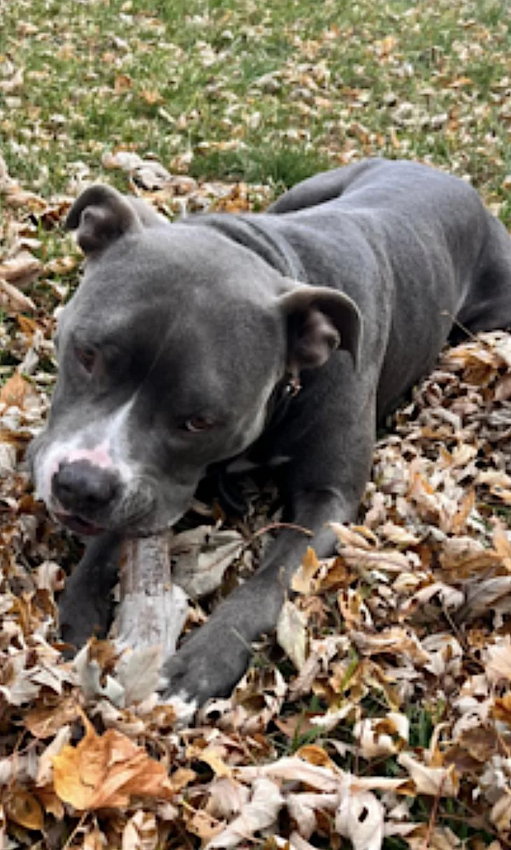 Jack thumbnail 3
