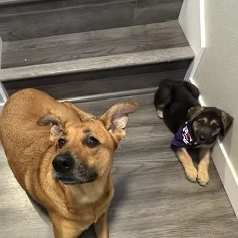 A baby large-sized female Black Chesapeake Bay Retriever dog named Coral for adoption in Bellingham, WA