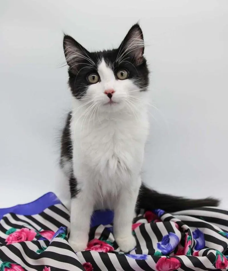 A baby small-sized male White Domestic Short Hair cat named Cow Cat for adoption in Muskegon, MI