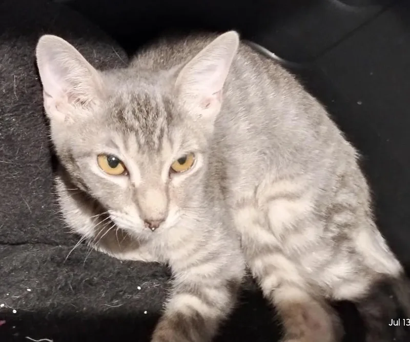 A baby medium-sized male Gray & White Domestic Short Hair cat named Grey Boy  A for adoption in Prescott, AZ