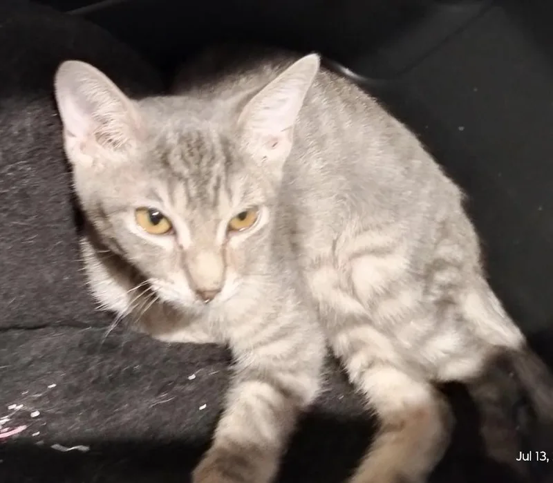 Grey Boy  A thumbnail 3