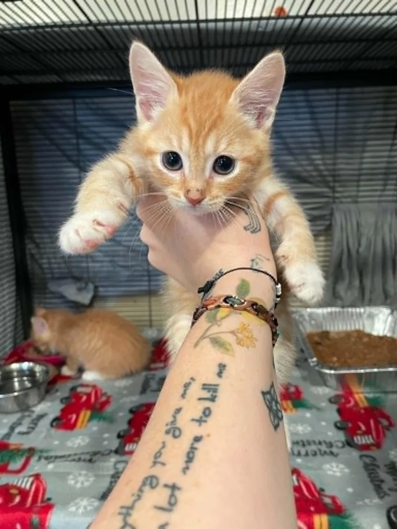 A baby medium-sized male Domestic Short Hair cat named Hellcat for adoption in Bishopville, SC