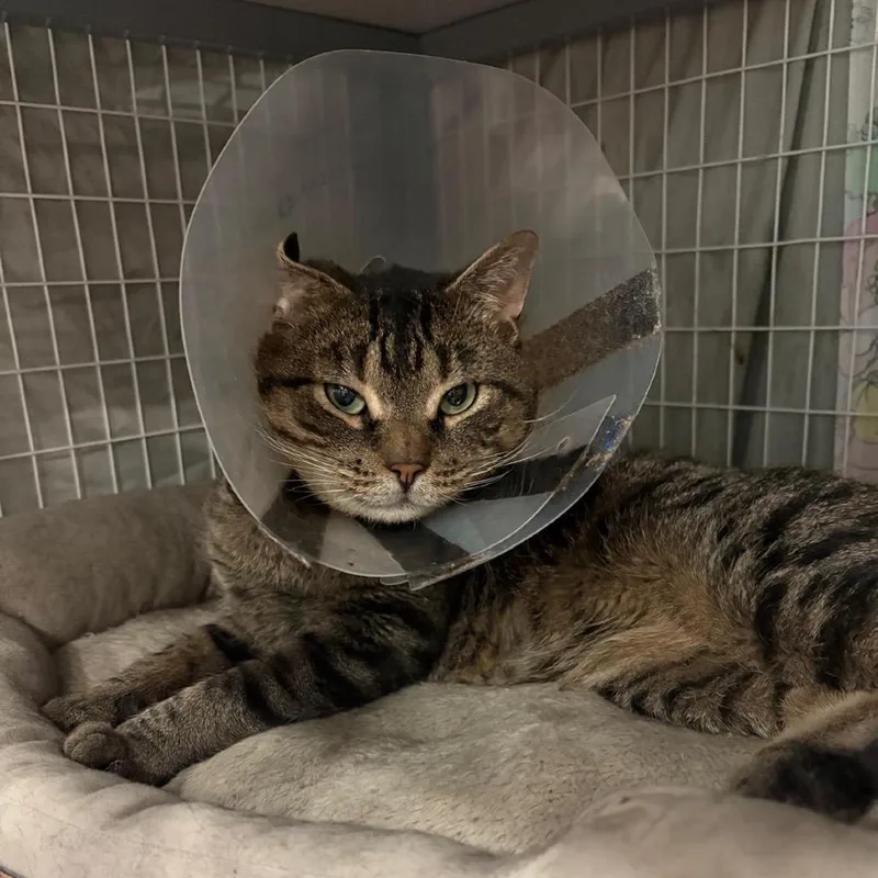 An adult medium-sized male Brown / Chocolate Domestic Short Hair cat named Big Poppa for adoption in Middle Village, NY