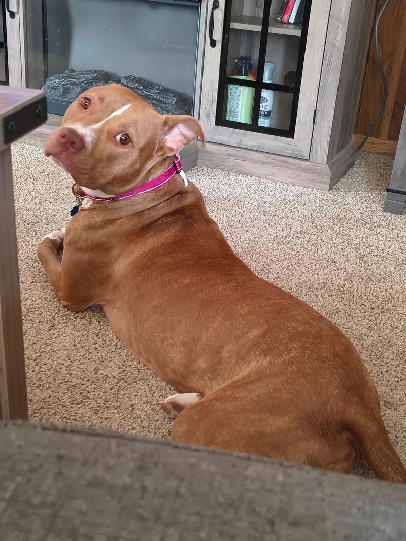 An adult medium-sized female Brown / Chocolate Mixed Breed dog named Lucy for adoption in Vassalboro, ME