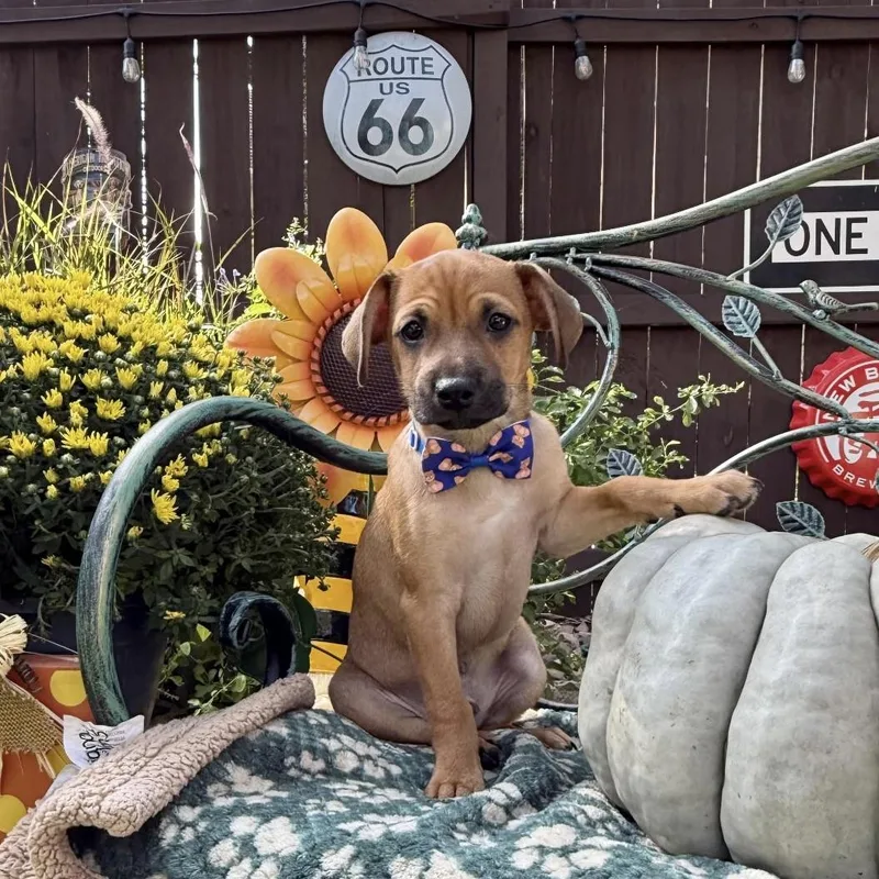 A baby small-sized male Chihuahua dog named Jordan for adoption in Northampton, MA