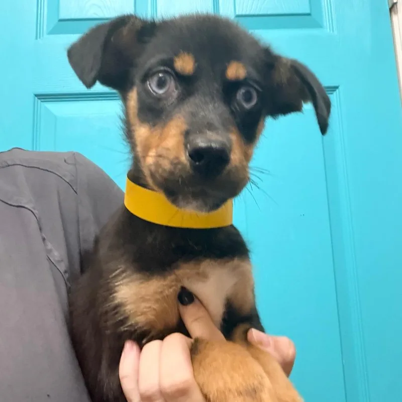 A baby small-sized female Black Hound dog named Maddie for adoption in Columbus, GA