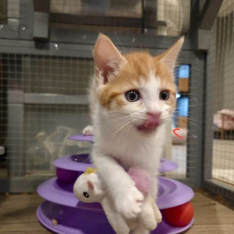 A baby small-sized male Orange / Red Domestic Short Hair cat named Toby Rocks a Bucket for adoption in Fredericksburg, VA