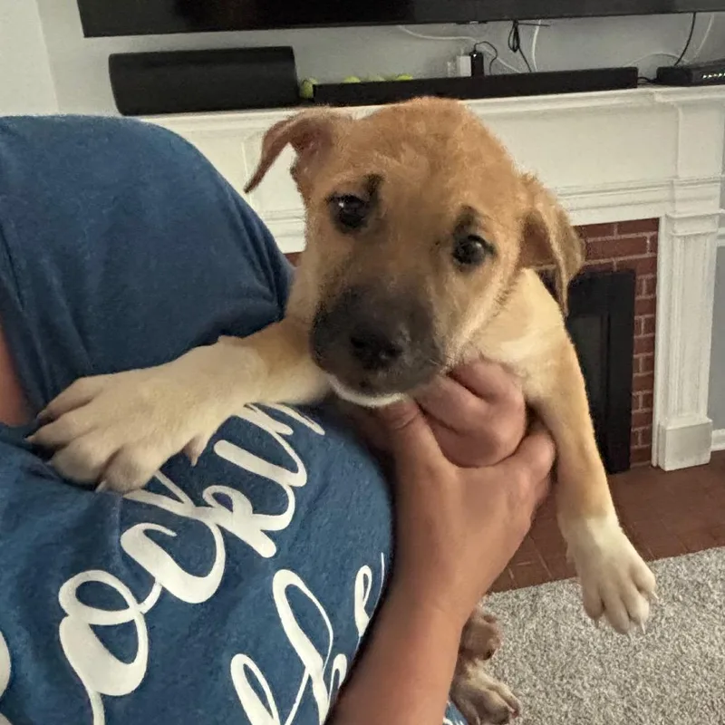 A baby medium-sized female Yellow / Tan / Blond / Fawn Husky dog named Clementine for adoption in Avon, OH