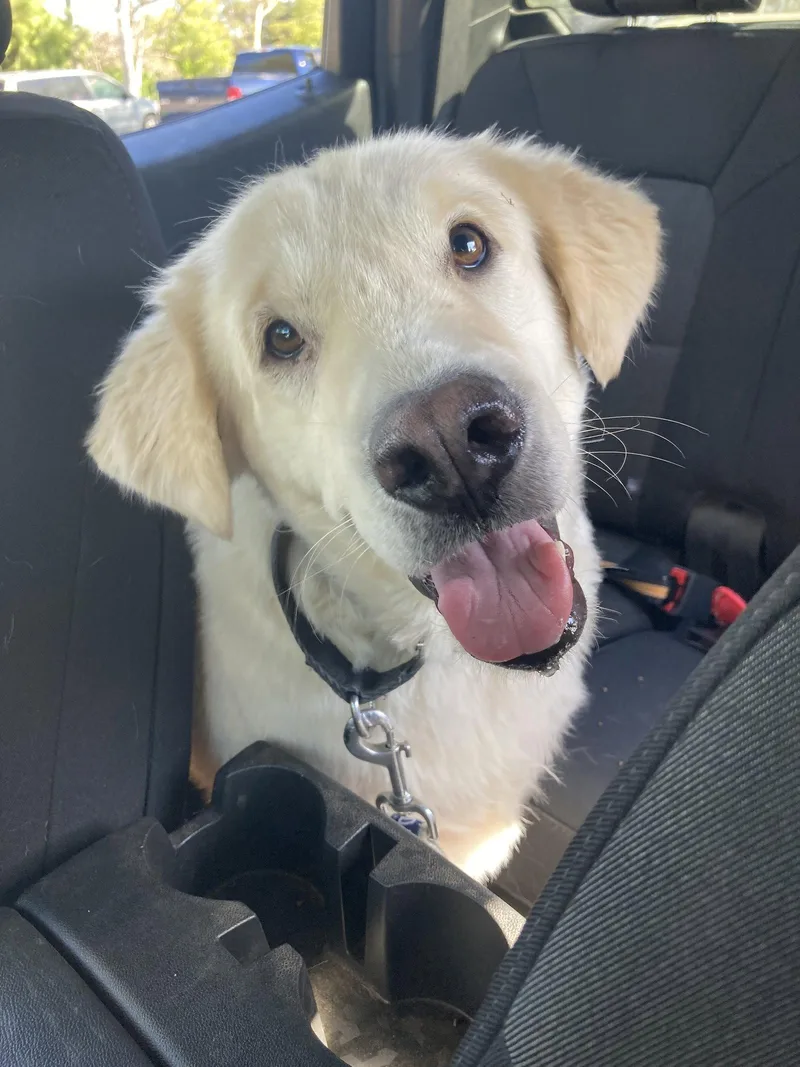 An adult large-sized male Golden Retriever dog named Robby for adoption in San Diego, CA